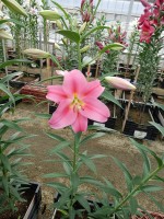 [5143 Ofuna 18 ST No01.JPG]